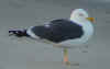 adult LBBG in June, ringed in the Netherlands. (61343 bytes)