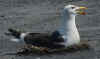 adult LBBG in June, ringed in the Netherlands. (75836 bytes)