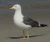 adult LBBG in June, ringed in the Netherlands. (68885 bytes)