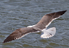 3cy graellsii LBBG in June, ringed in the Netherlands. (135385 bytes)