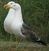 2275.jpg (40492 bytes)