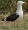 2275.jpg (40492 bytes)