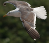 sub-adult LBBG in August, ringed in Belgium. (82012 bytes)