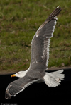 adult LBBG Dutch intergrade in September, ringed in the Netherlands. (85708 bytes)
