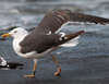 LBBG intermedius, ringed in Norway. (85395 bytes)