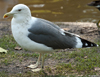 ad LBBG in October, ringed in the Netherlands. (84823 bytes)