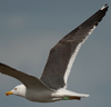 ad LBBG in Januari-April, ringed in the Netherlands. (60208 bytes)