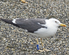 2276.jpg (36510 bytes)