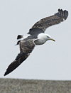 2276.jpg (36510 bytes)