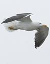 2276.jpg (36510 bytes)