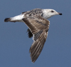 2172.jpg (51826 bytes)