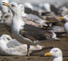 3cy graellsii LBBG in June, ringed in the Netherlands. (135385 bytes)