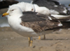 3cy graellsii LBBG in June, ringed in the Netherlands. (135385 bytes)