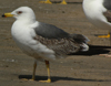 3cy graellsii LBBG in June, ringed in the Netherlands. (135385 bytes)