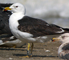 3cy graellsii LBBG in June, ringed in the Netherlands. (135385 bytes)