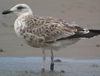 3cy graellsii LBBG in June, ringed in the Netherlands. (135385 bytes)