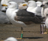 3cy graellsii LBBG in June, ringed in the Netherlands. (135385 bytes)
