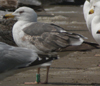 3cy graellsii LBBG in June, ringed in the Netherlands. (135385 bytes)