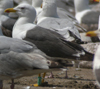 3cy graellsii LBBG in June, ringed in the Netherlands. (135385 bytes)