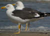 3cy graellsii LBBG in June, ringed in the Netherlands. (135385 bytes)