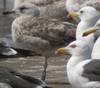 3cy graellsii LBBG in June, ringed in the Netherlands. (135385 bytes)
