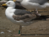 3cy graellsii LBBG in June, ringed in the Netherlands. (135385 bytes)