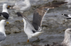3cy graellsii LBBG in June, ringed in the Netherlands. (135385 bytes)