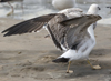 3cy graellsii LBBG in June, ringed in the Netherlands. (135385 bytes)