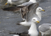 3cy graellsii LBBG in June, ringed in the Netherlands. (135385 bytes)