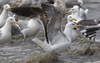 3cy graellsii LBBG in June, ringed in the Netherlands. (135385 bytes)