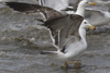 3cy graellsii LBBG in June, ringed in the Netherlands. (135385 bytes)