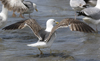3cy graellsii LBBG in June, ringed in the Netherlands. (135385 bytes)