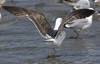 3cy graellsii LBBG in June, ringed in the Netherlands. (135385 bytes)