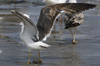 3cy graellsii LBBG in June, ringed in the Netherlands. (135385 bytes)
