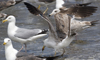 3cy graellsii LBBG in June, ringed in the Netherlands. (135385 bytes)