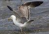 3cy graellsii LBBG in June, ringed in the Netherlands. (135385 bytes)