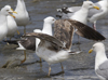 3cy graellsii LBBG in June, ringed in the Netherlands. (135385 bytes)