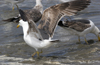 3cy graellsii LBBG in June, ringed in the Netherlands. (135385 bytes)