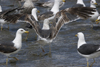3cy graellsii LBBG in June, ringed in the Netherlands. (135385 bytes)