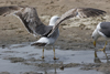 3cy graellsii LBBG in June, ringed in the Netherlands. (135385 bytes)