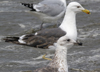 3cy graellsii LBBG in June, ringed in the Netherlands. (135385 bytes)
