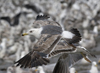 3cy graellsii LBBG in June, ringed in the Netherlands. (135385 bytes)