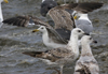 3cy graellsii LBBG in June, ringed in the Netherlands. (135385 bytes)