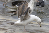 3cy graellsii LBBG in June, ringed in the Netherlands. (135385 bytes)