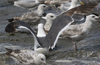 3cy graellsii LBBG in June, ringed in the Netherlands. (135385 bytes)