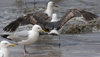 3cy graellsii LBBG in June, ringed in the Netherlands. (135385 bytes)