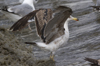 3cy graellsii LBBG in June, ringed in the Netherlands. (135385 bytes)