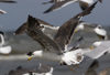 3cy graellsii LBBG in June, ringed in the Netherlands. (135385 bytes)