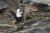 3cy graellsii LBBG in June, ringed in the Netherlands. (135385 bytes)
