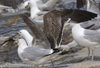 3cy graellsii LBBG in June, ringed in the Netherlands. (135385 bytes)